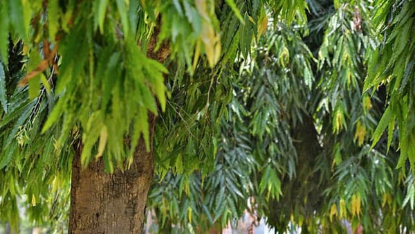 Ashoka Bark Extract