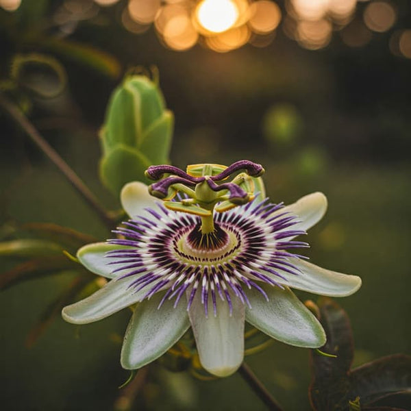 Passion Flower