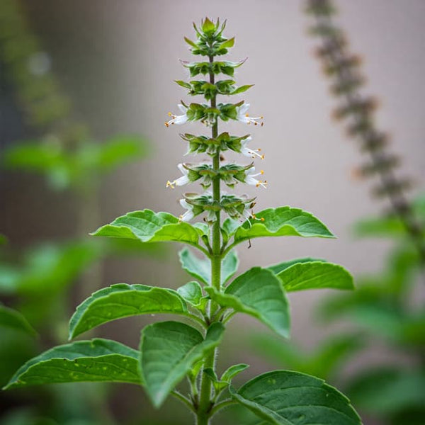 Tulsi (Holy Basil) Extract