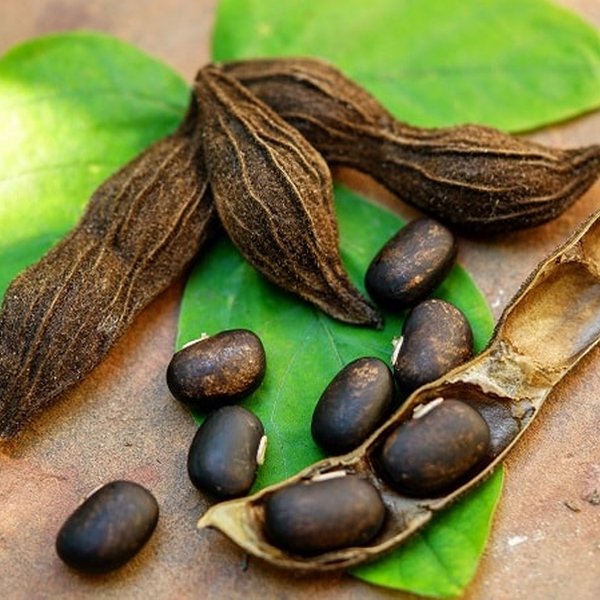 Mucuna Pruriens Seed Extract