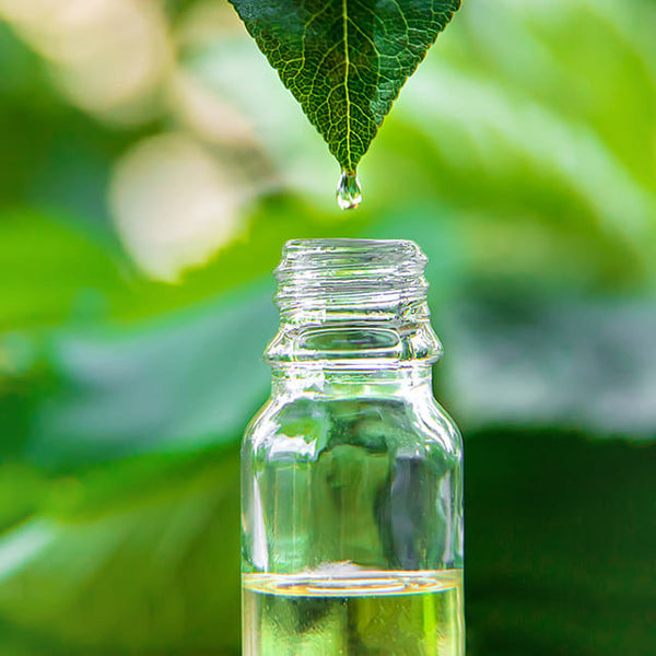 Tea Tree Extract