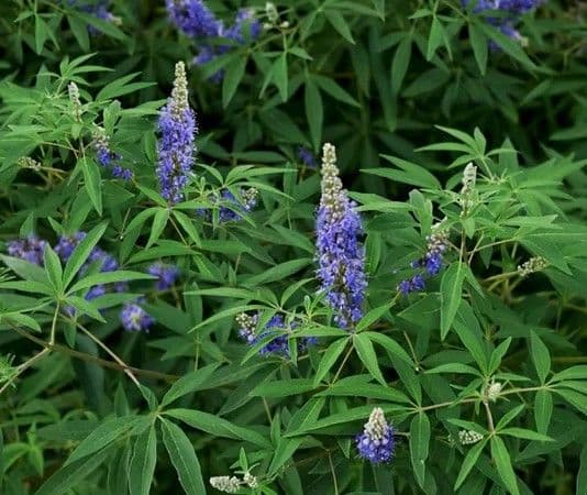Vitex agnus-castus (Chasteberry)