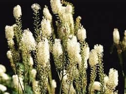 Black Cohosh
