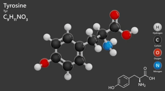 L-Tyrosine