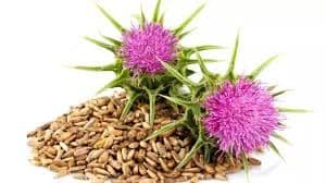 Milk Thistle