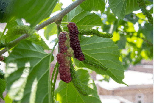 Mulberry leaves