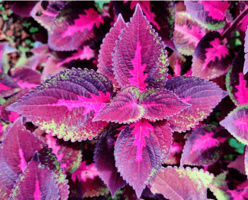 Coleus forskohlii