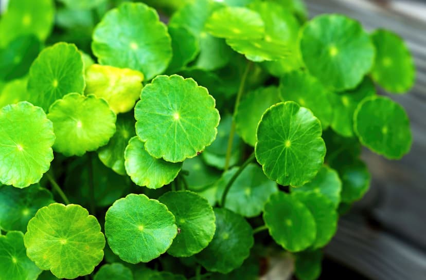 Centella Asiatica (Gotu Kola)