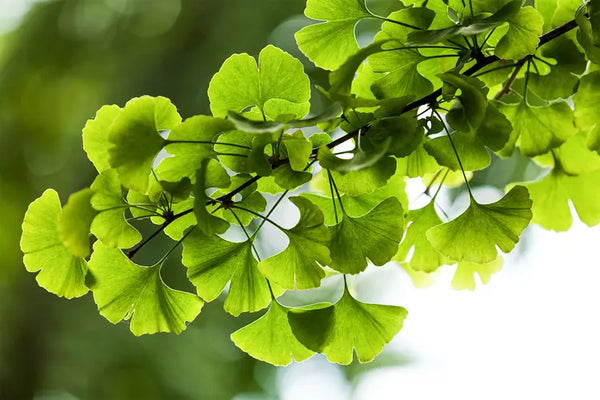 Ginkgo Biloba Extract