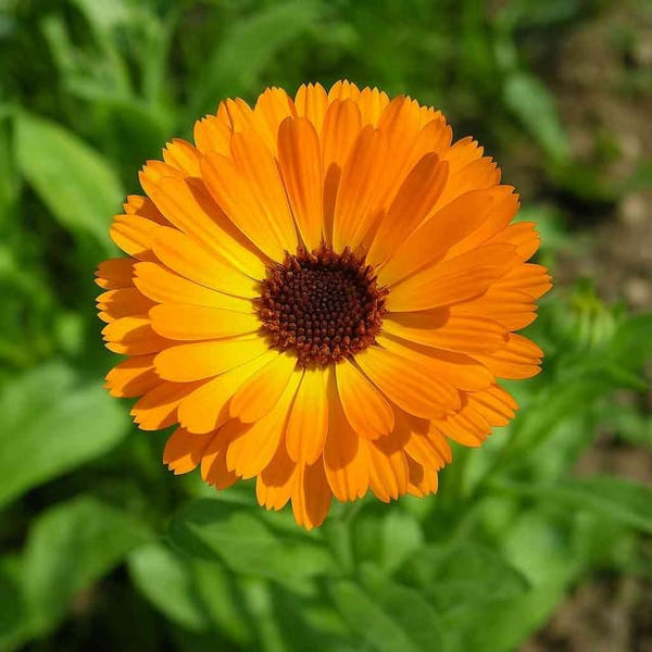 Calendula Extract