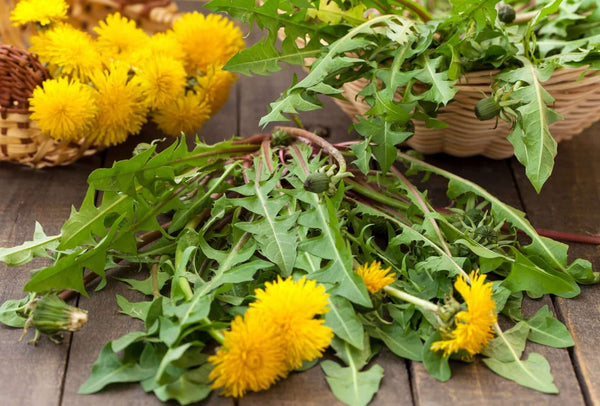 Dandelion Leaf Extract