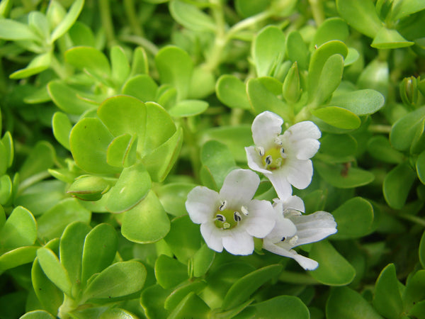Bacopa Monnieri Extract