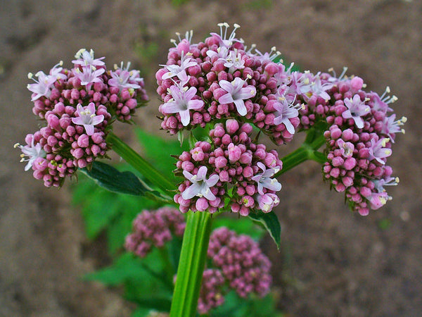  Valeriana (Valerian)