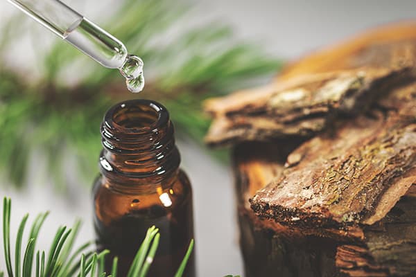 Pine Bark Extract