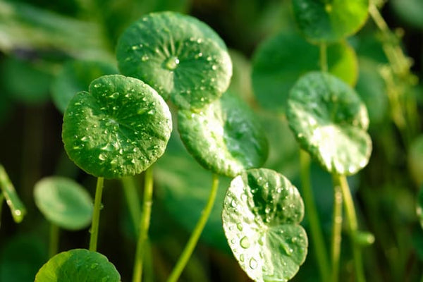 Centella Asiatica